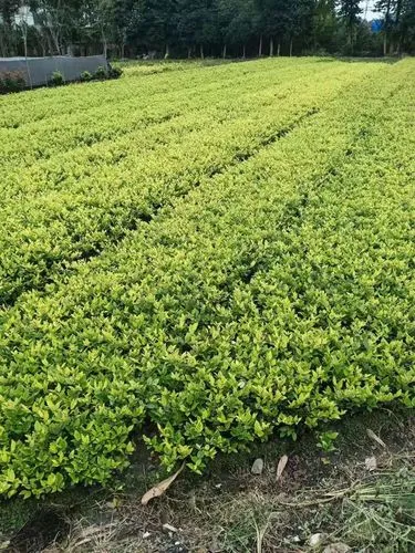 定制网球拍手机壳尺寸
